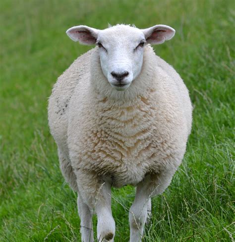 Domestic Sheep Ovis Aries Are Quadrupedal Ruminant