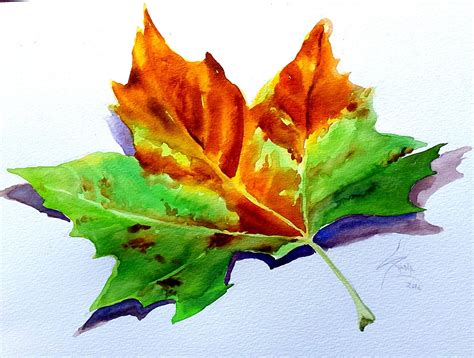 Maple Leave Watercolor 40 X 30 Cm By Silvana Pohl Акварель