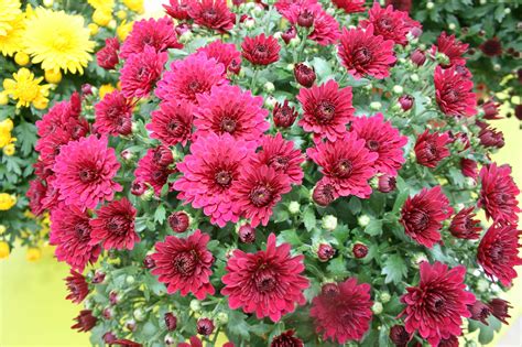 Darius Tips Flowers For Boyfriends Mum How To Plant Garden Mum