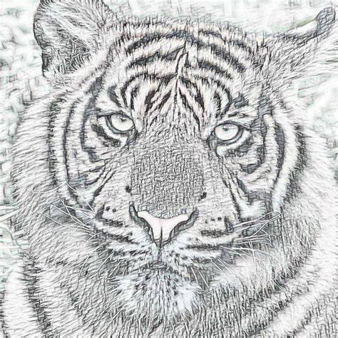 Tiger Pencil Drawing Free Stock Photo Public Domain Pictures