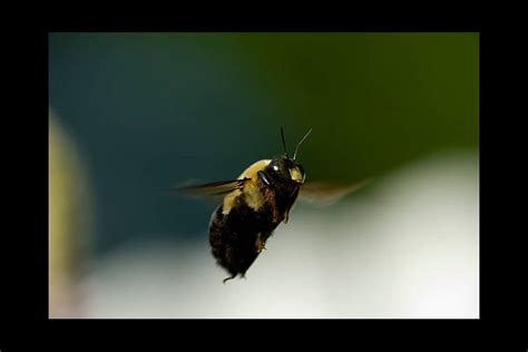 I have seen mason bee houses in catalogs.has anyone heard of a carpenter bee house? From the Ground Up Carpenter bees (audio) | News