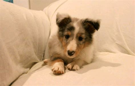 As the name implies, this scottish herder originated on the shetland islands. Shetland Sheepdog Puppies For Sale | Bedford, PA #278495