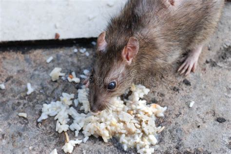 A Rat Eating Stock Photo Image Of Feed Rodent Animal 22892376