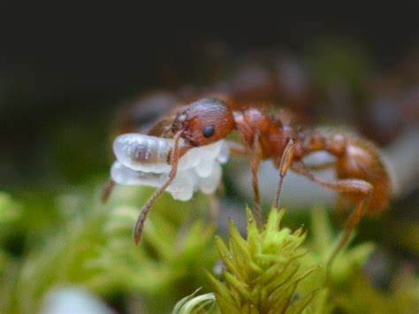Ameisen gehören grundsätzlich in jeden garten. Wanzen und Ameisen