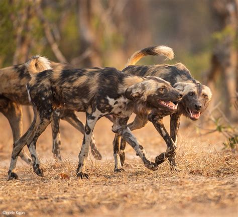 Africas Wild Dogs A Survival Story Africa Geographic