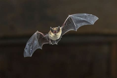 Check spelling or type a new query. Which Animals Can Echolocate? - WorldAtlas.com