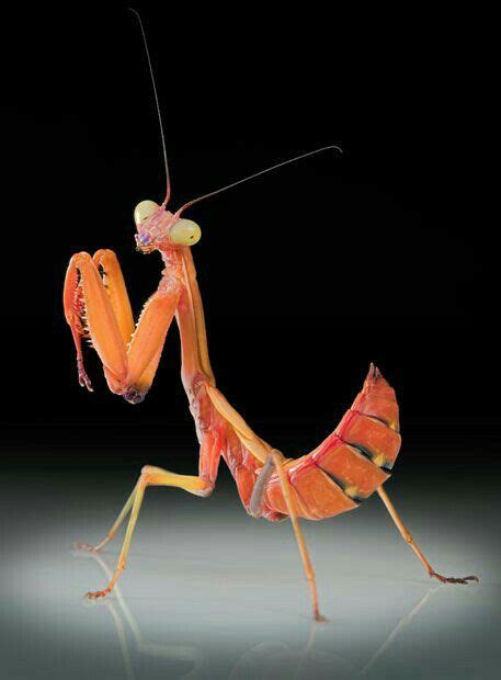 Pin De Delores Eve Bushong En Praying Mantis Fotos De Insectos