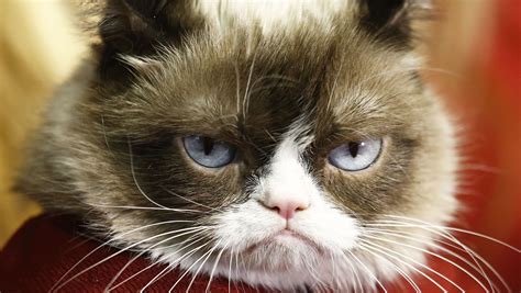 Grumpy Cat Wins Copyright Lawsuit