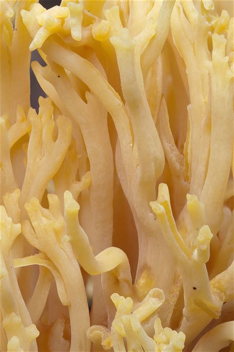 Golden Coral Fungi Of Northern Maine · Inaturalist