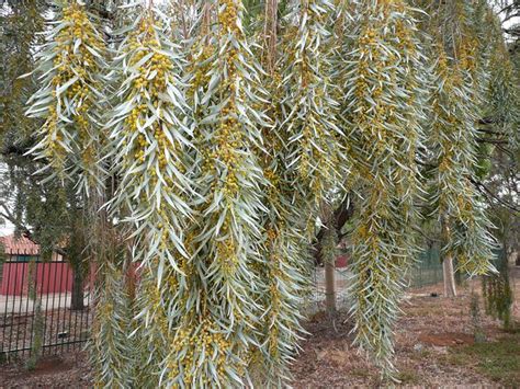 This tree benefits from proper tree pruning for correcting branches that interfere with each other. Acacia pendula. Australian Weeping Willow. | A Salicina in ...