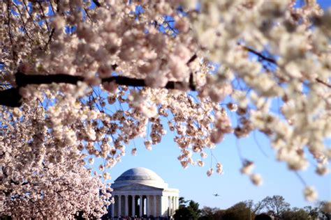 Cherry Blossoms By The Jefferson Memorial Smithsonian Photo Contest