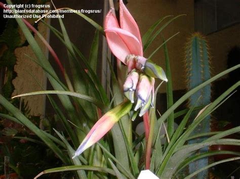 Check out our bromeliad bloom selection for the very best in unique or custom, handmade pieces did you scroll all this way to get facts about bromeliad bloom? PlantFiles Pictures: Billbergia Bromeliad Species ...