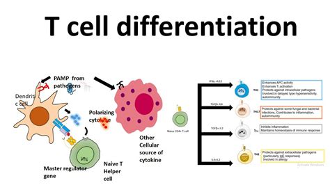 T Cell Differentiation Role Of Cytokines In T Cell Differentiation