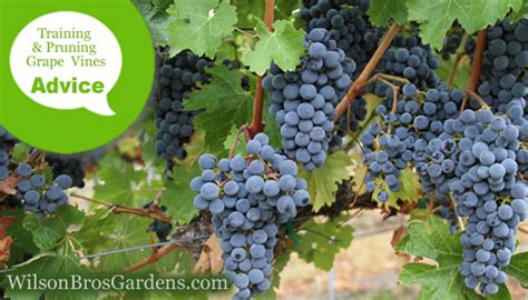 How To Train And Prune A Grape Vine From The Experts At Wilson Bros Gardens