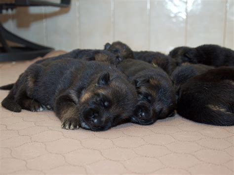 My lovely german shepard has had 5 gorgeous healthy puppies (dad a stud) only 4 left as family member has decided to keep one.3 girls 1 boys, vet checked wormed. Vollmond - German Shepherd Puppies For Sale | Chicago ...