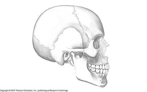 Skull Anatomy Lateral View Diagram Quizlet