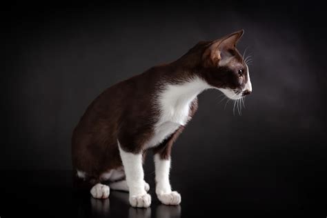 Oriental Bicolor Cat Info Pictures Characteristics And Facts Hepper