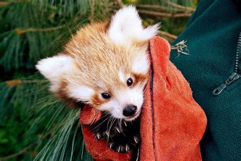 Red Panda Cubs Go To The Doctor For A Check Up Zooborns