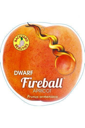 Apricot Dwarf Fireball Jft Nurseries