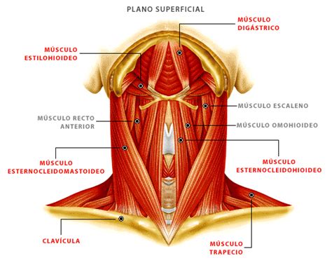 Listado Músculos De La Cabeza Y Cuello Cabeza Y Cuello Músculos