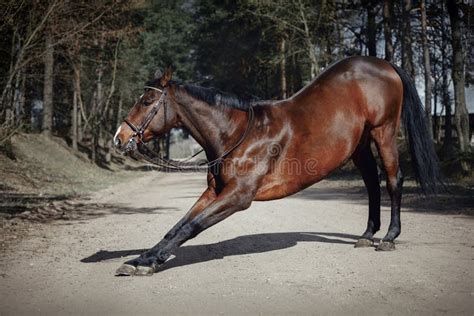 Bowing Horse Stock Photo Image Of Bowing Horses Warmbood 2979520