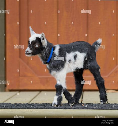 Baby Goat Playing Hi Res Stock Photography And Images Alamy