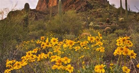 Superstition Mountains With Some Spring Blooms Of Brittlebush Arizona