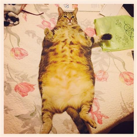 Fat Cat Epidemic 5 Signs That Your Cat Is Obese Catster