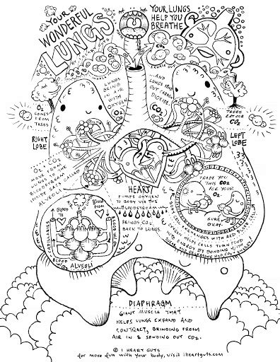 Anatomy Coloring Books | AdultcoloringbookZ