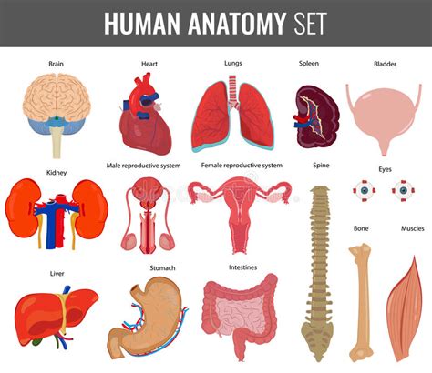 As part of a woman's reproductive cycle (which usually lasts about a month), the lining of the corpus (endometrium) thickens. Human Internal Organs. Anatomy Set. Vector Stock Vector ...