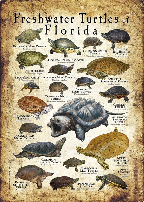 Freshwater Turtles Of Florida