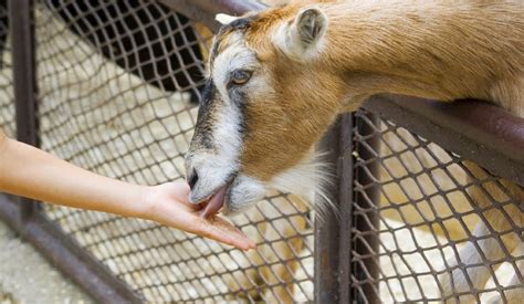 Choosing The Right Goat Feed Blains Farm And Fleet Blog