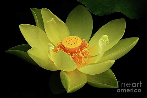Luminous Lotus Flower Photograph By Anna Sheradon