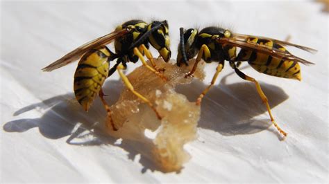 7 Tips For Dealing With Wasps If They Re Doing Your Head In Huffpost Uk Life