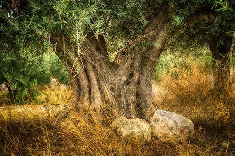 Online Crop Hd Wallpaper Olive Old Olive Tree Trunk Age Plant