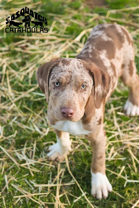 10 Cool Facts About The Catahoula Leopard Dog Artofit