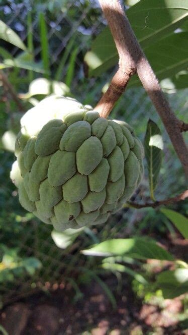 Terkadang buah nona ada yang berwarna ungu berbeda dengan buah srikaya yang umumnya hijau. Buah srikaya atau buah nona | Tropical fruits, Fruit, Tropical