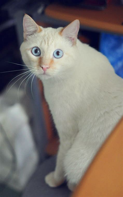 Flame Point Siamese By Julia Volkova Beautiful Cats Cute Cats And