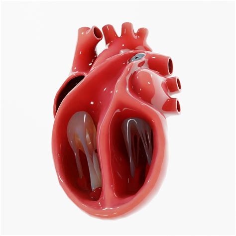 Human Heart Section 3d Model Obj 3ds Fbx C4d Stl Blend