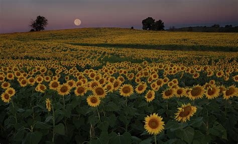 Moon Over Sunflowers Photograph By Eilish Palmer Pixels