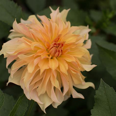 Check spelling or type a new query. Dahlia Big Brother - Floret Flowers