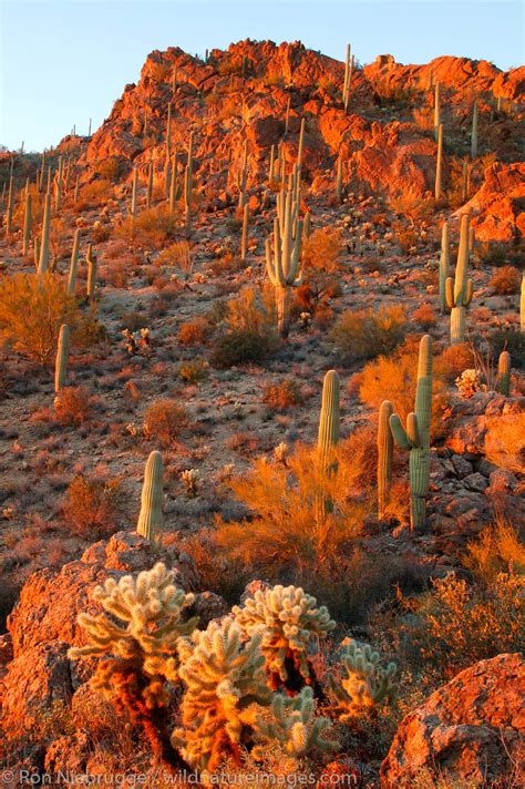 Tucson Mountain Park Tucson Arizona Photos By Ron Niebrugge