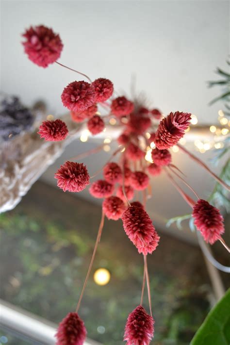 Check spelling or type a new query. Pride for the Dried Flowers | Dried flowers, Flowers ...