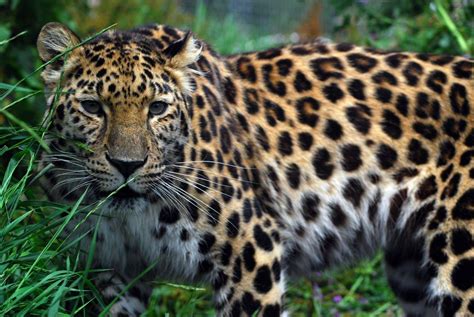 Amur Leopard Wallpapers Top Free Amur Leopard Backgrounds