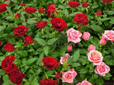 Rose Bushes Blooming With Red And Pink Flowers Stock Photo Image Of
