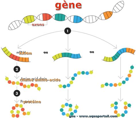 Un Génome Définition Qu’est Ce Que Le Génome Mcascidos
