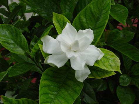 Cape Jasmine Gardenia Jasminoides Thomas Jeffersons Monticello