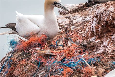 Dead Bird Safety Net Spirit Network Plastic Waste Marine Pollution