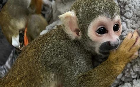 Where To Buy Squirrel Monkey Pet Squirrel Monkey Sale Well Breed Apes