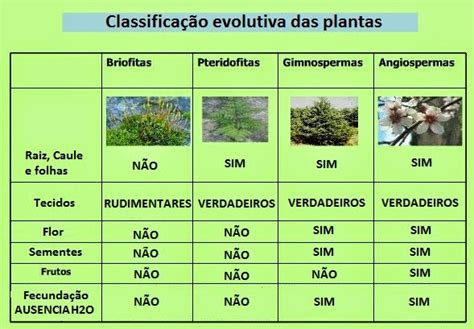 Evolução das plantas A Biologia para todos Vivendo a Bio
